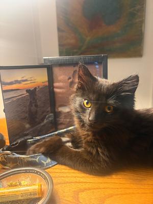Rocky, kitten, available for adoption
