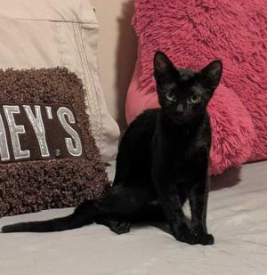 Franklin, kitten, available for adoption