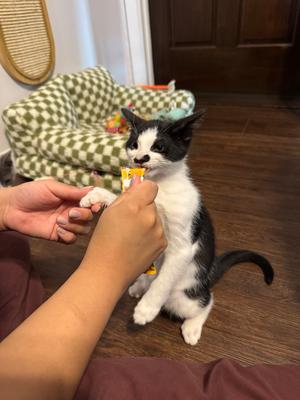 Max, kitten, available for adoption
