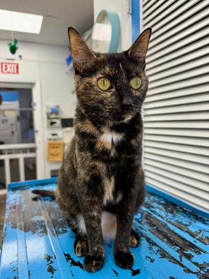 Juno, adult, available for adoption