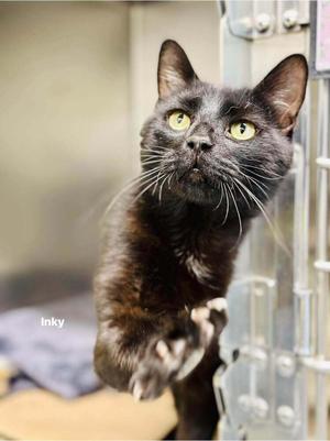 Adidas, adult, available for adoption
