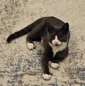 A black and white cat lying on a patterned carpet.