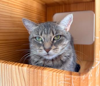 Freya Jean, adult, available for adoption