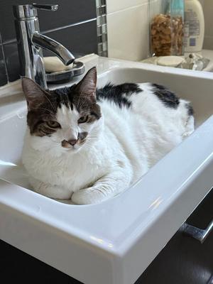 Molly, adult, available for adoption