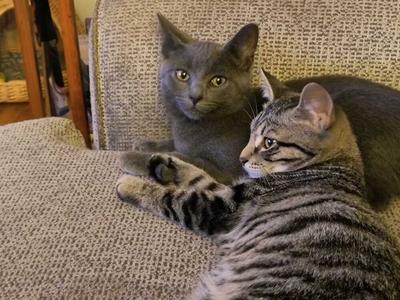 Yakko, kitten, available for adoption