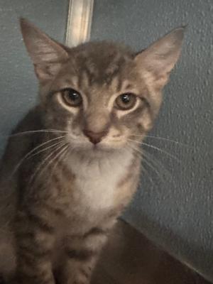 A tabby cat with large, expressive eyes and a white chest, sitting against a blue wall.