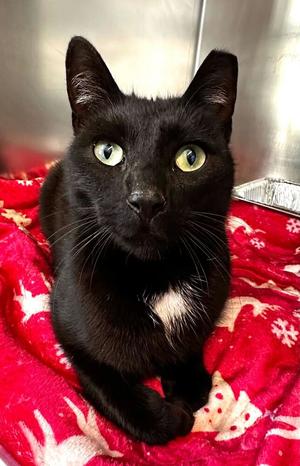 Slinky, adult, available for adoption