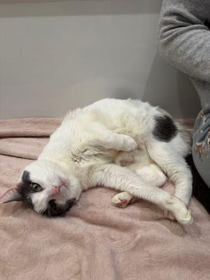A white cat with black spots lying on its back on a pink blanket.