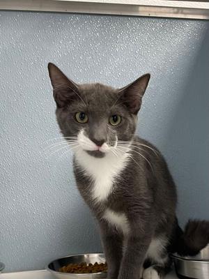 A gray and white cat with green eyes is sitting in front of a blue wall, looking directly at the camera. There is a bowl of food in front of the cat.