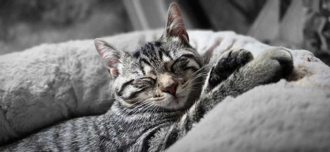 A tabby cat sleeping peacefully on a soft, gray cushion.