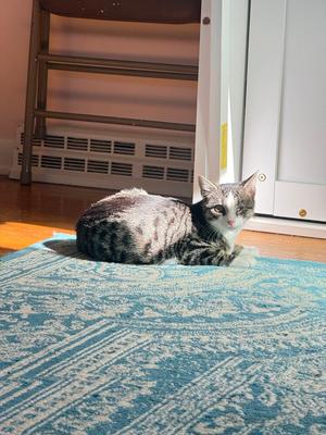 Snicker, kitten, available for adoption