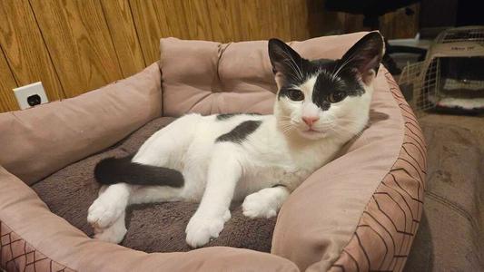 Clyde, kitten, available for adoption