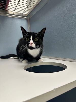 Sylvester, kitten, available for adoption