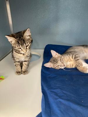 Emerson, kitten, available for adoption