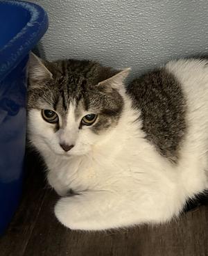 Anne Hathaway, adult, available for adoption