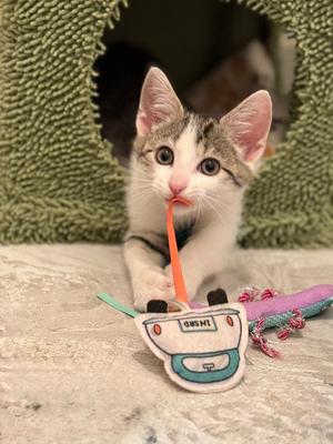 Poppins, kitten, available for adoption