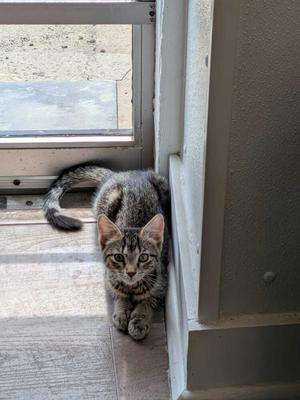 Avery, kitten, available for adoption
