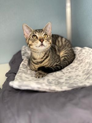 Levi, kitten, available for adoption