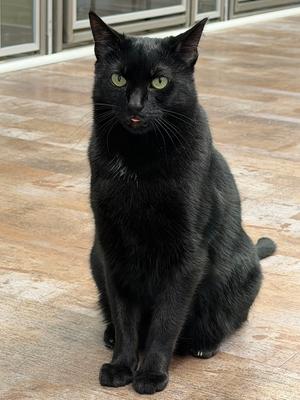 Katya, adult, available for adoption
