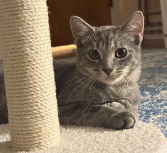 Doodle, kitten, available for adoption
