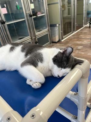 Gilbert, adult, available for adoption