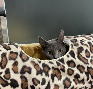 Willow, kitten, available for adoption