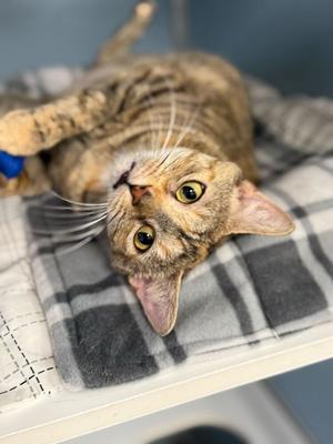 Sansa, adult, available for adoption