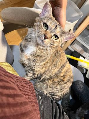 Sansa, adult, available for adoption