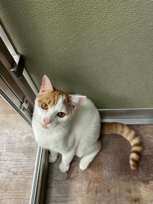 A white and orange cat sitting on a wooden floor, looking up at the camera.