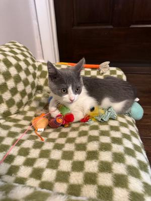 Ruby, kitten, available for adoption