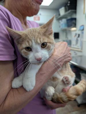 A person in a purple shirt is holding a ginger and white cat with large, expressive eyes. The cat appears to be in a veterinary clinic, as indicated by the background equipment and shelves.