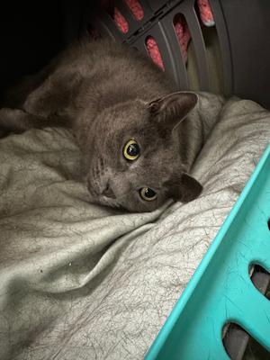Keeper, adult, available for adoption