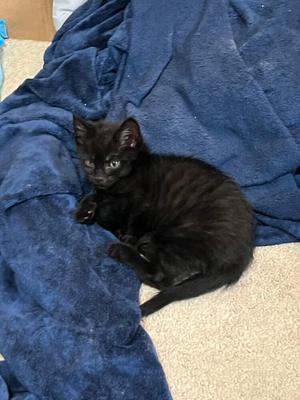 Espresso, kitten, available for adoption