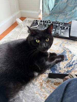 Joan, adult, available for adoption