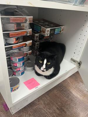 Fudge, adult, available for adoption
