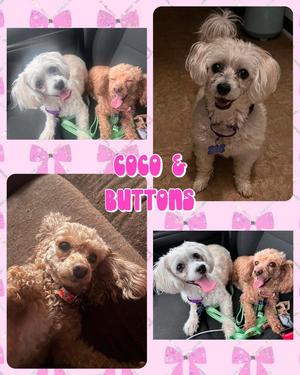 Coco, Mixed Breed, available for adoption