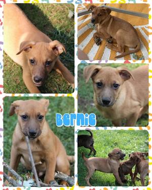 Bernie, Mixed Breed, available for adoption