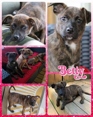 Betty, Mixed Breed, available for adoption