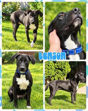 Benson, Mixed Breed, available for adoption