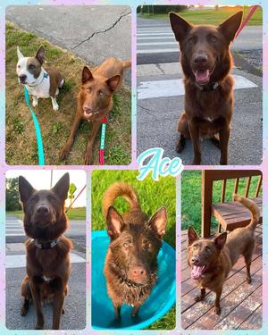 Ace, Mixed Breed, available for adoption