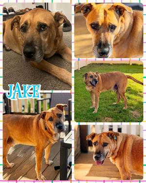 Jake, Mixed Breed, available for adoption