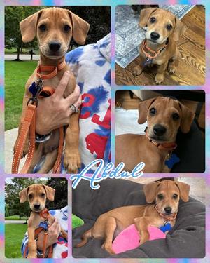 Abdul, Mixed Breed, available for adoption