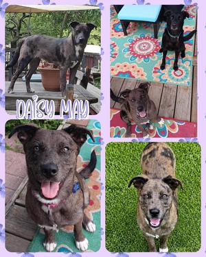 Daisy May, Mixed Breed, available for adoption