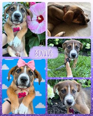 Bonnie, Mixed Breed, available for adoption