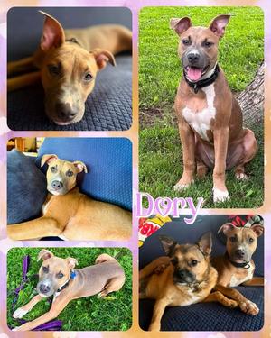 Dory, Mixed Breed, available for adoption