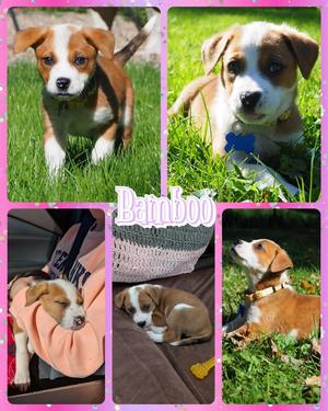 Bamboo, Mixed Breed, available for adoption