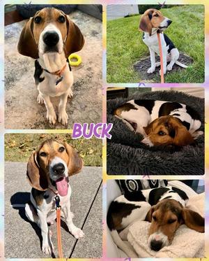 Buck, Mixed Breed, available for adoption