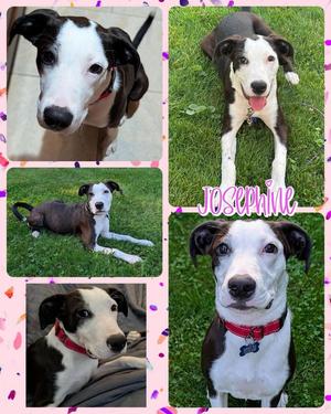 Josephine, Mixed Breed, available for adoption
