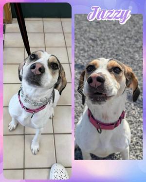 Two photographic portraits of a dog named Jazzy, wearing a pink collar, looking at the camera.