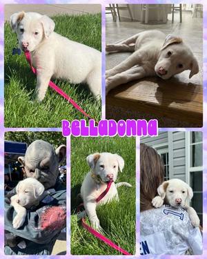 Belladonna, Mixed Breed, available for adoption